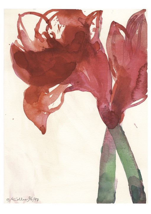 Amaryllis