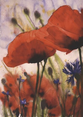 Roter Mohn