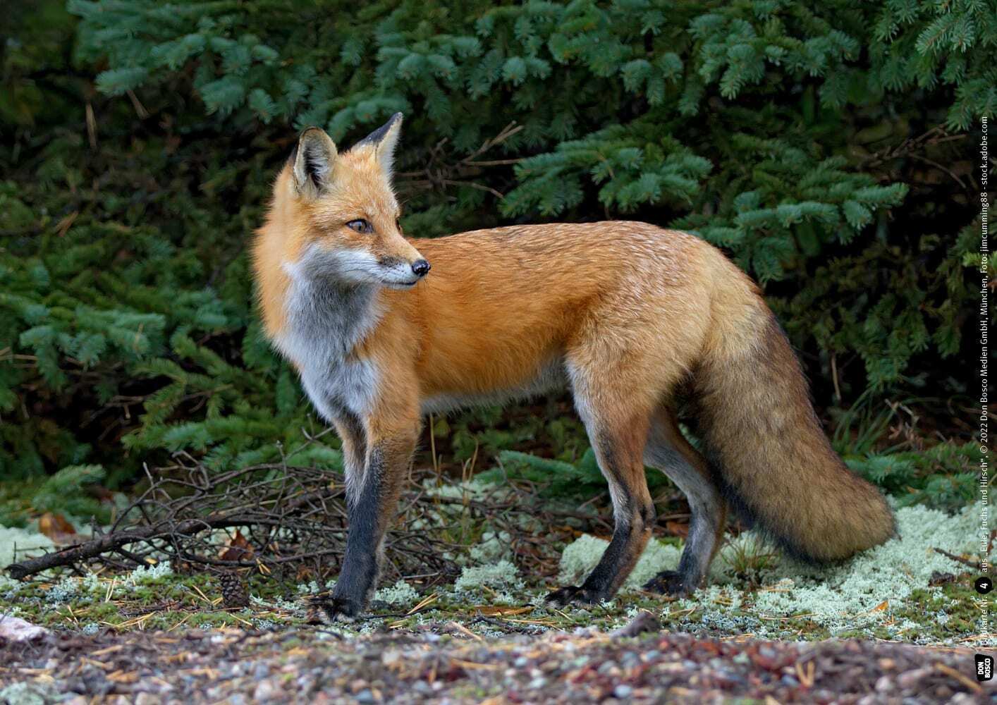 Eule, Fuchs und Hirsch. Tiere im Wald