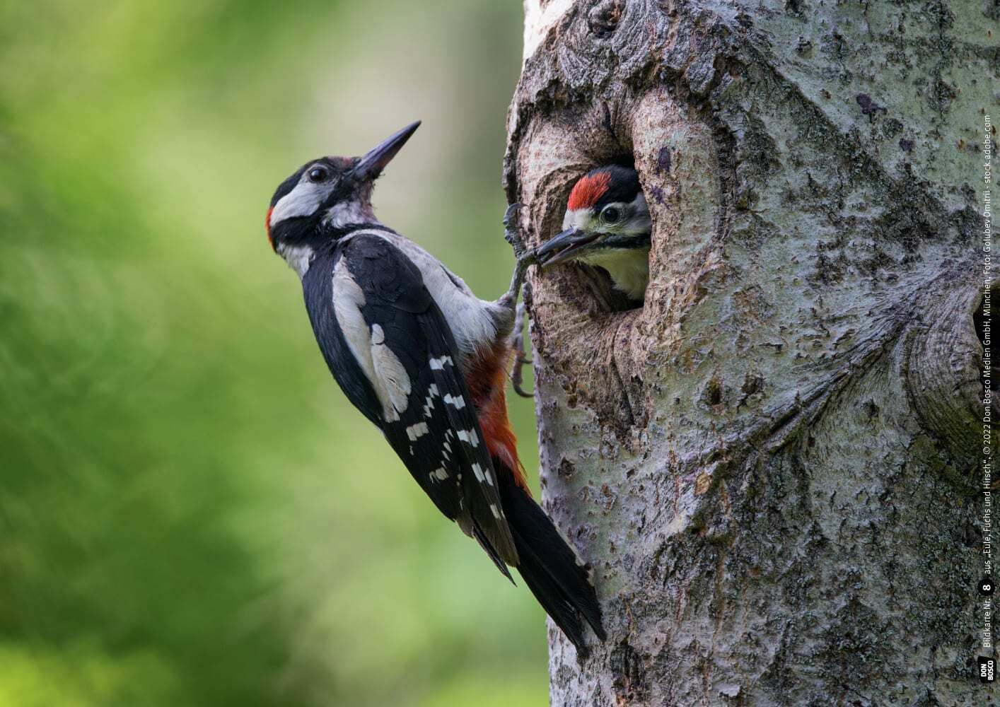 Eule, Fuchs und Hirsch. Tiere im Wald